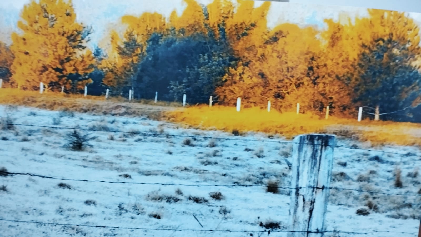 A quinta-feira pede um #TBT daqueles do inverno em Campo Bom ❄️🥶
Há exatamente 1 ano, em 2 de julho de 2025, a cidade amanheceu com forte geada e temperatura mínima de 0,1°C. O belo registro é do coordenador da estação meteorológica local, Nilson Pedro Wolff 📸
E tem mais: nas últimas horas, outro dado histórico foi registrado! De forma inédita, a temperatura oscilou apenas 0,2°C durante 18 horas consecutivas 😳 Às 9h desta quinta-feira (2), os termômetros marcavam 15,1°C, com 14 mm de chuva acumulada.
A tendência é de queda nas temperaturas ao longo da tarde e noite, trazendo ainda mais frio para a cidade 🌬️
🔹 Sexta (3): entre 5°C e 9°C, sem chuva
🔹 Sábado (4): de 4°C a 13°C, com períodos de sol
🔹 Domingo (5): entre 8°C e 18°C
Fonte: Climatempo A quinta-feira pede um #TBT daqueles do inverno em Campo Bom ❄️🥶
Há exatamente 1 ano, em 2 de julho de 2025, a cidade amanheceu com forte geada e temperatura mínima de 0,1°C. O belo registro é do coordenador da estação meteorológica local, Nilson Pedro Wolff 📸
E tem mais: nas últimas horas, outro dado histórico foi registrado! De forma inédita, a temperatura oscilou apenas 0,2°C durante 18 horas consecutivas 😳 Às 9h desta quinta-feira (2), os termômetros marcavam 15,1°C, com 14 mm de chuva acumulada.
A tendência é de queda nas temperaturas ao longo da tarde e noite, trazendo ainda mais frio para a cidade 🌬️
🔹 Sexta (3): entre 5°C e 9°C, sem chuva
🔹 Sábado (4): de 4°C a 13°C, com períodos de sol
🔹 Domingo (5): entre 8°C e 18°C
Fonte: Climatempo