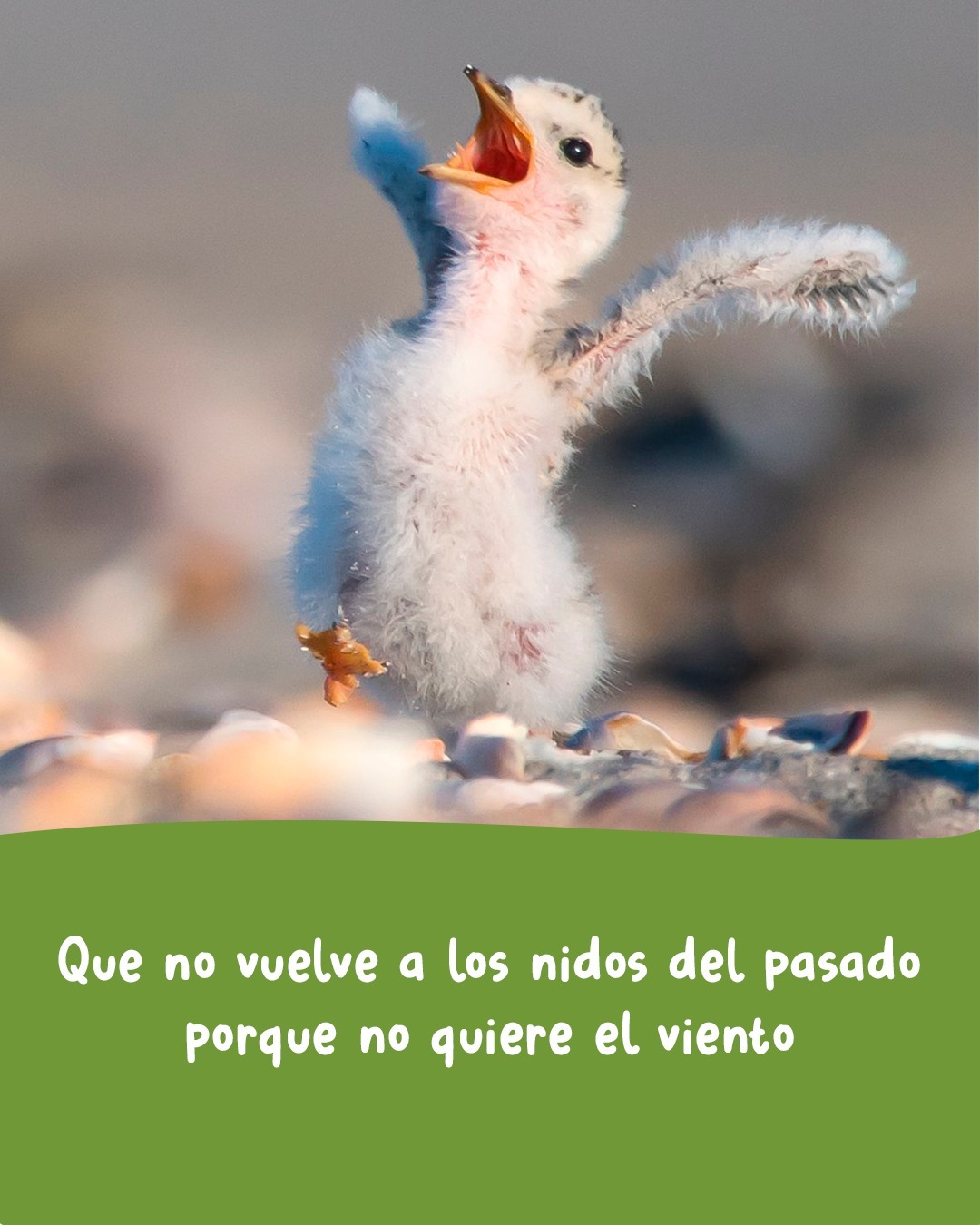 🎶 Jugar por Jugar. Temón de Joaquín Sabina!
📷 comedywildlifephoto.comTenemos un desafío para tutti la pipole:
En este carrusel las estrofas del tema están desordenadas...
Si numeran las estrofas originales (en sistema decimal) y le asignan el número correspondiente al carrusel van a encontrar un código secreto que les da acceso a un cupón por 25% de descuento en la compra de cualquiera de nuestros juegos en la tienda online*Comentá: "tesuperoenfreak" Que te mandamos el link... 🙄* Promoción válida para las primeras 3 cuentas que lo logren y hasta que dure el frio (ojalá que poco -.-)