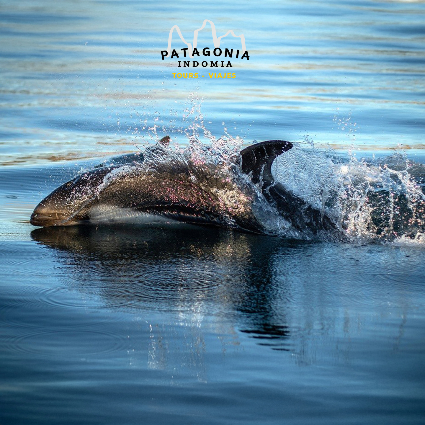 A sólo minutos de Punta Arenas, la Bahía Agua Fresca se abre como un santuario indómito del fin del mundo. Allí, donde los vientos australes narran historias de navegantes y glaciares antiguos, nuestros amigos de Patagonia Indomia te invitan a vivir un encuentro que trasciende el turismo… y se convierte en un recuerdo para siempre.🐬 Los delfines australes emergen como un séquito en estas aguas legendarias.
Saltan, juegan y trazan destellos plateados sobre el azul profundo, mientras tú —testigo privilegiado— sientes cómo el corazón late al ritmo del Estrecho de Magallanes. En una navegación de una hora, rodeado de aves nativas, bosques costeros y un silencio sagrado, cada segundo se transforma en una escena cinematográfica.🔥 No esperes a que te lo cuenten. Ven a vivirlo.
La Patagonia no se observa… se vive.📲 Reserva hoy tu aventura con Patagonia Indomia y sé parte de este espectáculo natural único del sur del mundo.👉 Reserva aquíAVISTAMIENTO DE DELFINES AUSTRALEShttps://f.mtr.cool/ibjbtvhzdd🌐 Para más información de rutas aquíhttps://f.mtr.cool/fbcxdeyojs#PatagoniaIndomia #EstrechoDeMagallanes #BahíaAguaFresca #DelfinesAustrales #PuntaArenas #Magallanes #AventuraPatagónica #ViajaPorChile #TurismoChile #ExperienciaIndomita #RutasPatagonicas 👏